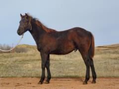 My Bluestem Drift JW <BR> AQHA PENDING
